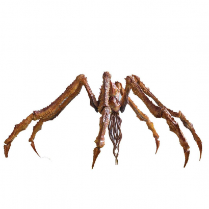 Scylla